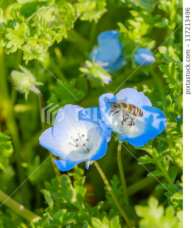 Nemophila blue flowers and honeybees collecting nectar 137213496