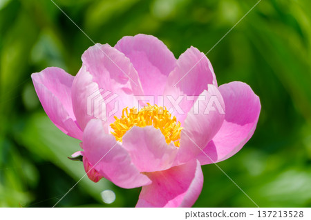 一朵盛開的亮粉色牡丹花。 一朵盛開的亮粉色牡丹花。 137213528
