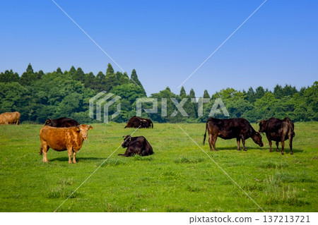 Cows on the Senomoto Plateau 137213721