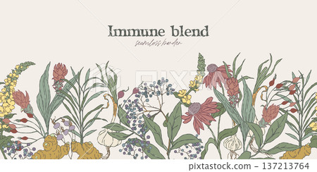 Seamless botanical border, hand drawn immune tea Seamless botanical border, hand drawn immune tea 137213764