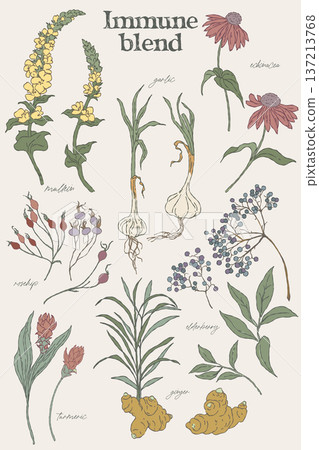 Hand drawn botanical set of immune tea herbs 137213768