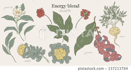 botanical illustration set of energy tea herbs botanical illustration set of energy tea herbs 137213784