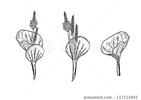 Plantain leaves and flowers botanical set outline vector drawing. Elements broadleaf wild plant for herb medicine illustration or nature design. Plantago black white painted engraved style. Plantain leaves and flowers botanical set outline vector drawing. Elements broadleaf wild plant for herb medicine illustration or nature design. Plantago black white painted engraved style. 137213845