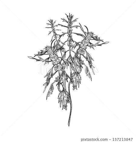 Motherwort herbal plant black white vector illustration. Medicinal calming herb outline drawing a natural remedy. Hand drawn Leonurus cardiaca botanical sketch for traditional medicine concept. Motherwort herbal plant black white vector illustration. Medicinal calming herb outline drawing a natural remedy. Hand drawn Leonurus cardiaca botanical sketch for traditional medicine concept. 137213847