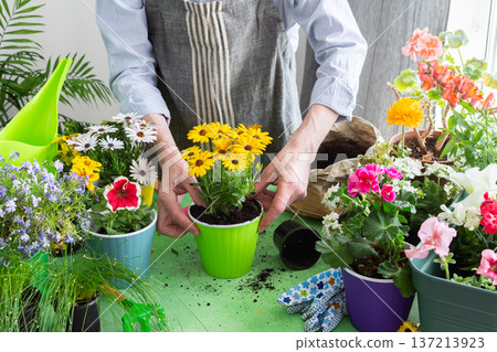 Home balcony spring setup with man planting flowers, colorful Osteospermum in pots, surrounded by greenery, evoking leisure and nature care 137213923