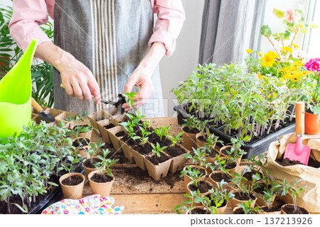 In a sunny indoor space, a man carefully transplants young pepper seedlings into eco-friendly pots, demonstrating gardening skills and nurturing plant growth 137213926