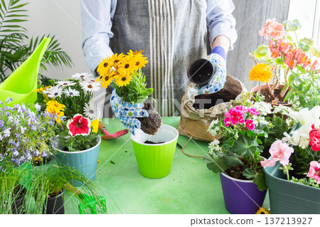 Spring terrace or balcony decorated with blooming flowers, Osteospermum being planted in pots by a man, framed by green foliage, highlighting hobby gardening and spring freshness 137213927