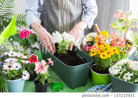 Spring decoration of a home balcony or terrace with flowers, man planting flowers Petunia in pots, flowers on a green background, home gardening and hobbies 137213931