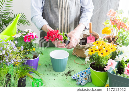 Spring balcony scene with a gardener arranging colorful carnation in pots, set against a green leafy backdrop, emphasizing home gardening, care and a joyful hobby atmosphere 137213932