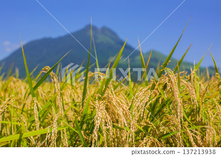 收割前的稻穗和玉府山 137213938