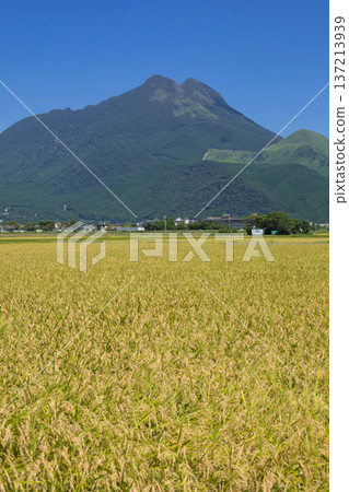 收割前的稻穗和玉府山 137213939