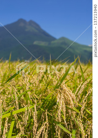 Rice ears before harvest and Mt. Yufu 137213940