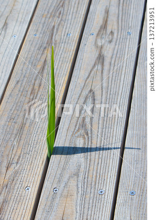 木質露台和野花 137213951