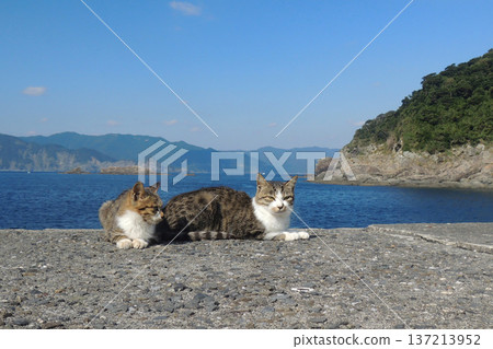 Fukashima cat 137213952