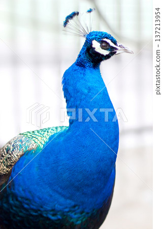 孔雀 137213954