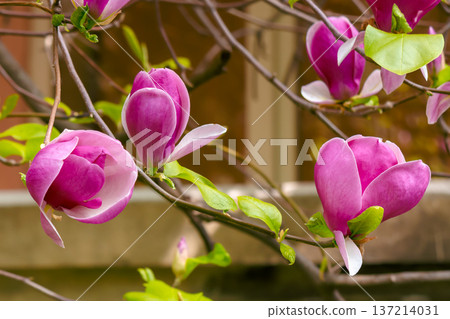 romantic magnolia tree in spring bloom. pretty purple flower on the branch. lovely background for women's day. femininity, love and harmony. vivid outdoor environment romantic magnolia tree in spring bloom. pretty purple flower on the branch. lovely background for women's day. femininity, love and harmony. vivid outdoor environment 137214031