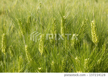 Barley green barley 137214128