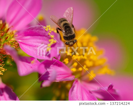 Honeybeigh smoking honey Honeybeigh smoking honey 137214224