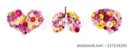 Multicolored floral arrangement laid out in shape of human lungs, isolated on white background. Concept of fresh air, clean environment, human health, Mental health, love Multicolored floral arrangement laid out in shape of human lungs, isolated on white background. Concept of fresh air, clean environment, human health, Mental health, love 137214295