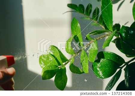 Person watering zamioculcas zamiifolia plant in bright sunlight reflecting home care 137214308