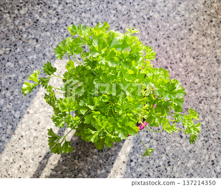 parsley plant in a pot 137214350