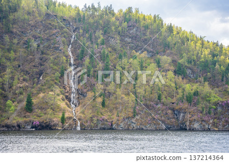 View from water on Teletskoye lake shore with trees, rocky cliffs, blooming maralnik, and waterfall. Scenic wild nature landscape in Altai Russia View from water on Teletskoye lake shore with trees, rocky cliffs, blooming maralnik, and waterfall. Scenic wild nature landscape in Altai Russia 137214364