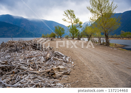 Storm washed branches and sticks on shore of Teletskoye lake in Altai Russia Natural debris for firewood and water purification Storm washed branches and sticks on shore of Teletskoye lake in Altai Russia Natural debris for firewood and water purification 137214468