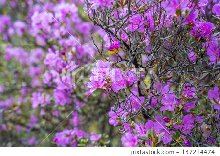 Close up of blooming maralnik flowers in spring near Teletskoye lake Altai Russia. Vivid seasonal flora in wild mountain nature Close up of blooming maralnik flowers in spring near Teletskoye lake Altai Russia. Vivid seasonal flora in wild mountain nature 137214474