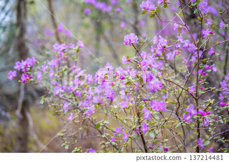 Close up of blooming maralnik flowers in spring near Teletskoye lake Altai Russia. Vivid seasonal flora in wild mountain nature 137214481
