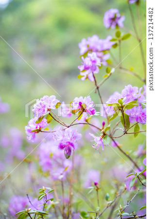 Close up of blooming maralnik flowers in spring near Teletskoye lake Altai Russia. Vivid seasonal flora in wild mountain nature Close up of blooming maralnik flowers in spring near Teletskoye lake Altai Russia. Vivid seasonal flora in wild mountain nature 137214482