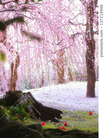 李子和苔蘚景觀 137214906