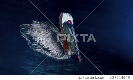 Brown Pelican, Galapagos National Park Brown Pelican, Galapagos National Park 137214949