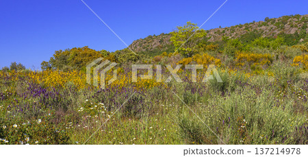 Mediterranean Forest Scrub, Spain Mediterranean Forest Scrub, Spain 137214978