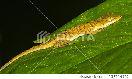 Anolis, Amazonia Anolis, Amazonia 137214992
