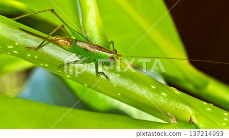 Grasshopper, Costa Rica 137214993