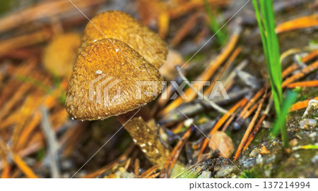 Wild Mushroom, Sierra de Guadarrama National Park, Spain Wild Mushroom, Sierra de Guadarrama National Park, Spain 137214994