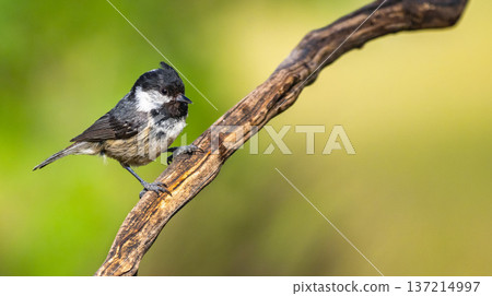 Coal Tit, Spain 137214997