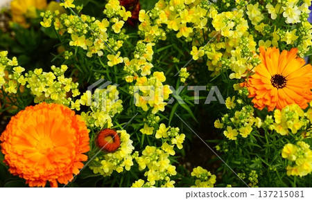 春花佈置風景 春花佈置風景 137215081