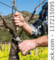 Farmer pruning the vine in winter. Agriculture. 137215095