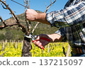 Farmer pruning the vine in winter. Agriculture. 137215097