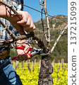 Farmer pruning the vine in winter. Agriculture. 137215099