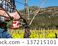 Farmer pruning the vine in winter. Agriculture. 137215101