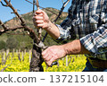 Farmer pruning the vine in winter. Agriculture. 137215104