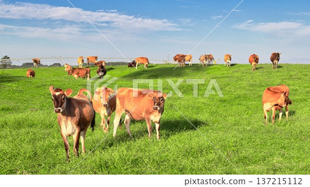 New Zealand Jersey Heifers Herd Lush Green Pasture New Zealand Jersey Heifers Herd Lush Green Pasture 137215112