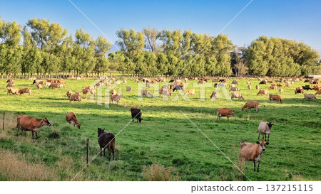 New Zealand Dairy Herd Green Pasture New Zealand Dairy Herd Green Pasture 137215115