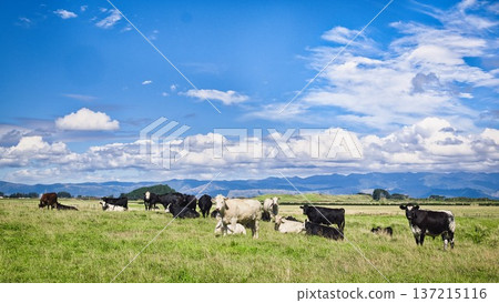 New Zealand Hereford Cattle On Lush Green Pasture New Zealand Hereford Cattle On Lush Green Pasture 137215116