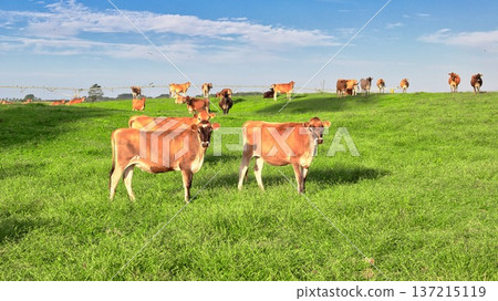 New Zealand Jersey Heifers Herd Lush Fresh Green Grass New Zealand Jersey Heifers Herd Lush Fresh Green Grass 137215119