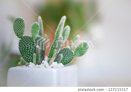 Cactus 137215317
