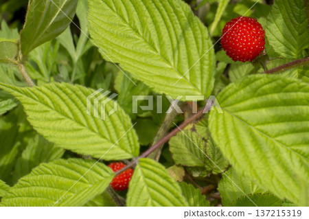 野草莓 野草莓 137215319
