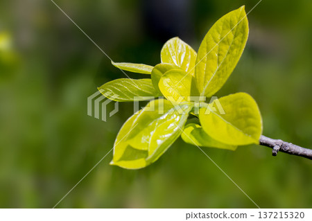 Persimmon leaf sprout Persimmon leaf sprout 137215320